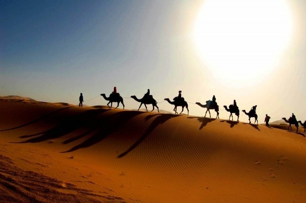 Sahara camel.jpg