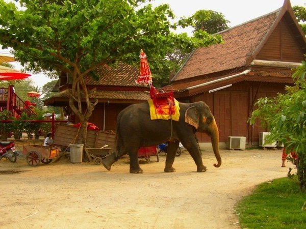 thai-elephant.jpg